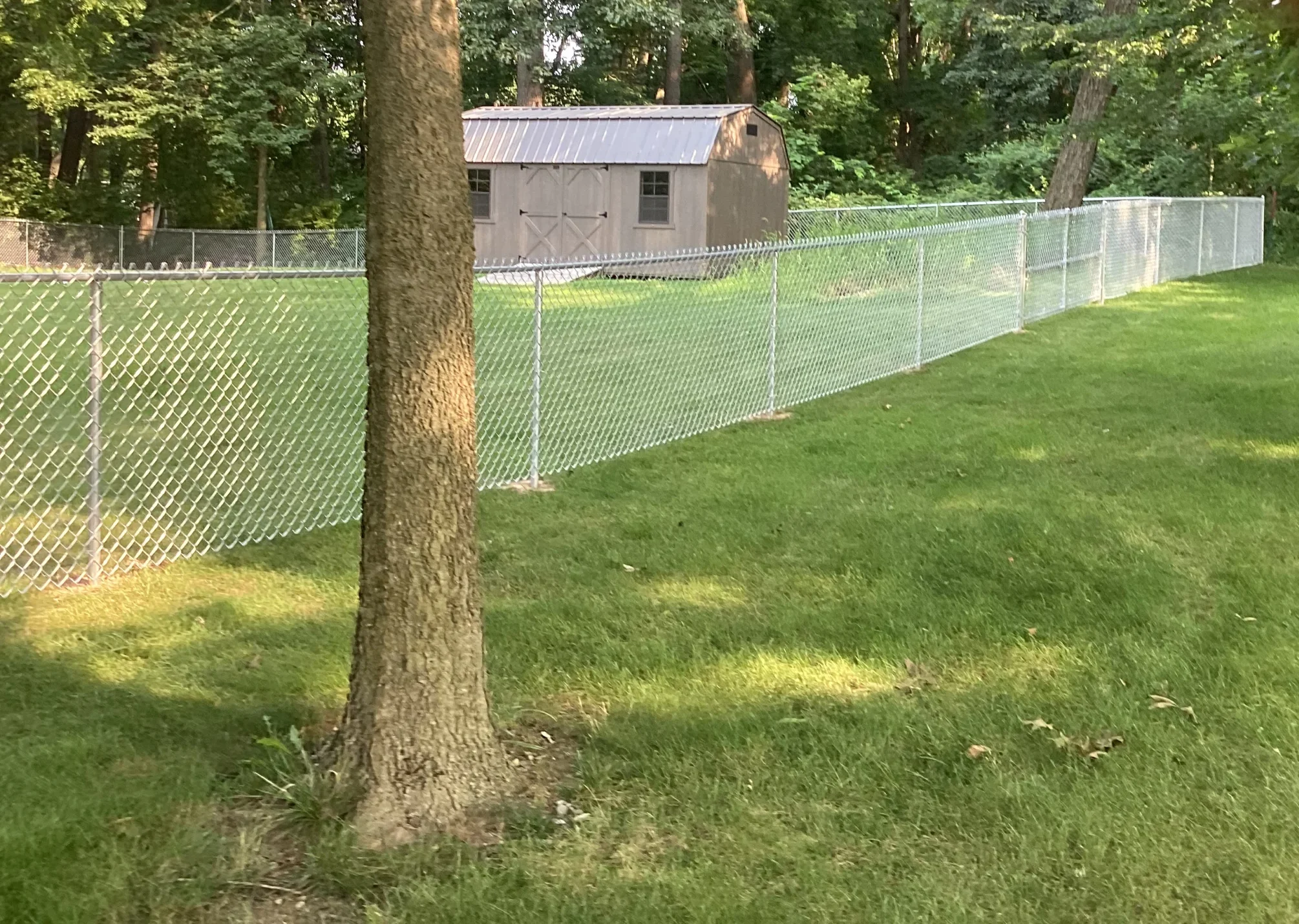 A galvanized chain-link fence curves through a green backyard, with a large tree in the foreground and a wooden shed in the background